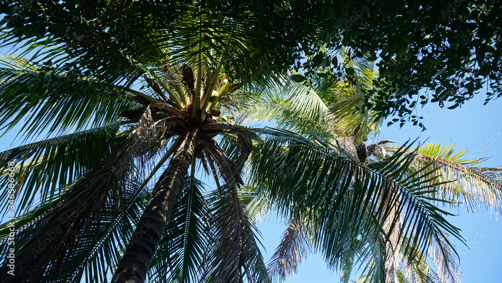 Beautiful tropical palm tree with coconuts. Bottom view