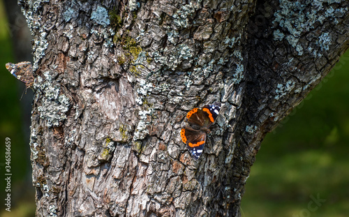 Portrait of a orange butterfly on tree bark in summer nature background 