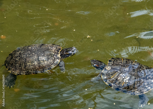 Freshwater aquatic turtles