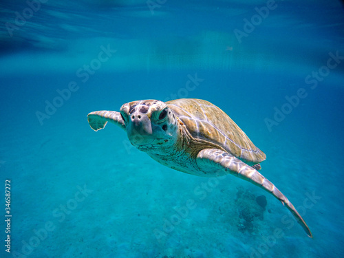 sea turtle swimming in the blue sea