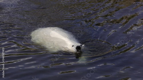 Polar bear (Ursus maritimus) is a hypercarnivorous bear whose native range lies largely within the Arctic Circle, encompassing the Arctic Ocean, its surrounding seas and surrounding land masses. photo