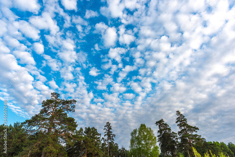 Obraz premium Beautiful cirrus clouds over coniferous forest