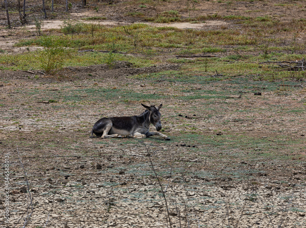 Fototapeta premium muares