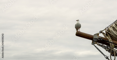 Silver gull (Larus novaehollandiae) on a bowsprit on an old sailing ship.