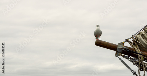 Silver gull (Larus novaehollandiae) on a bowsprit on an old sailing ship. photo