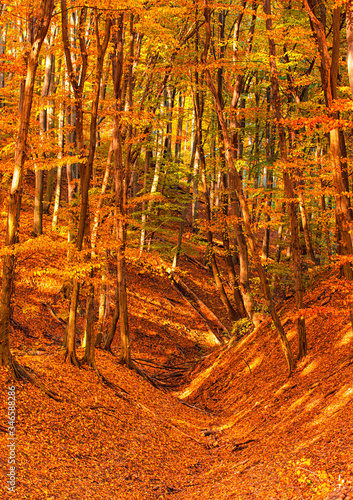 Pathway in the forest at au...