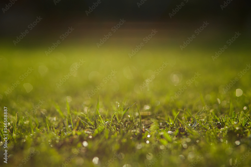 Fototapeta premium Sunny green grass background with raindrops, closeup