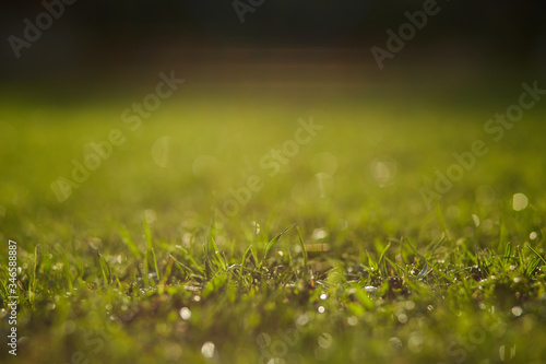 Fototapeta Naklejka Na Ścianę i Meble -  Sunny green grass background with raindrops, closeup