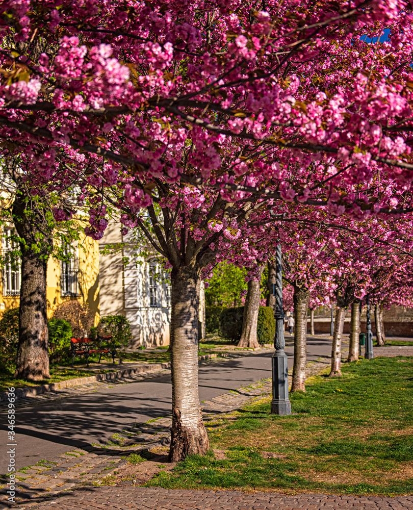 Amazing spring cityscape with Buda Castle Royal Palace in Buda Castle district Amazing spring cityscape with Buda Castle Royal Palace in Buda Castle district