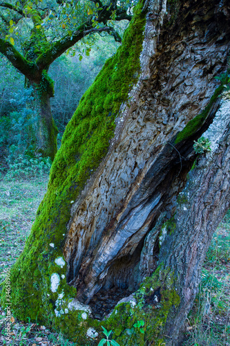 Quejigos forest (Quercus faginea), Grazalema Natural Park, Serrania de Cadiz. Cadiz Province, Autonomous Community of Andalusia, Spain, Europe photo