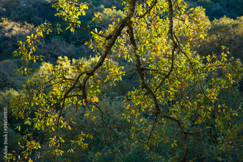 Fototapeta Naklejka Na Ścianę i Meble -  Quejigos forest (Quercus faginea), Grazalema Natural Park, Serrania de Cadiz. Cadiz Province, Autonomous Community of Andalusia, Spain, Europe