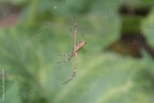 Spider brazilian