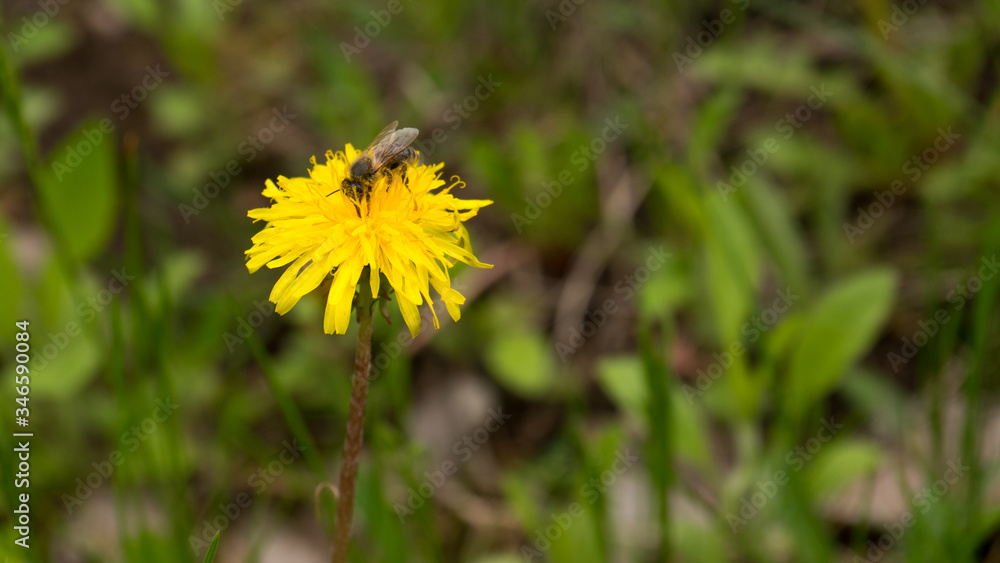 Spring(summer)yellow flower with bee on it on the garden background. One blowball isolated with bee on sunny spring yard Spring(summer)yellow flower with bee on it on the garden background. One blowball isolated with bee on sunny spring yard