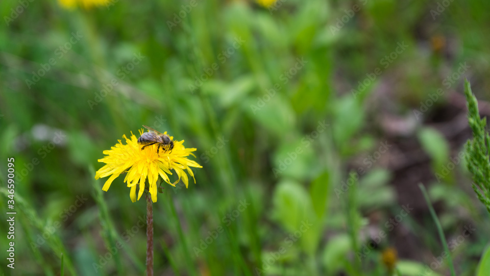Spring(summer)yellow flower with bee on it on the garden background. One blowball isolated with bee on sunny spring yard Spring(summer)yellow flower with bee on it on the garden background. One blowball isolated with bee on sunny spring yard