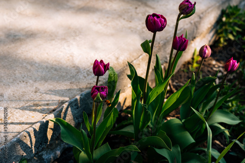 purple peonies in the garden in greenery