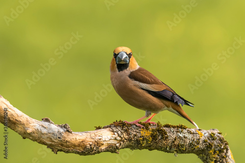 hawfinch perched on a branch with blur background