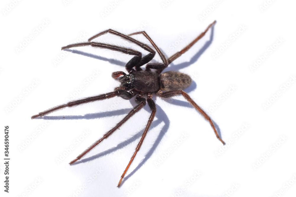 A Tegenaria Gigantea spider or common house spider A Tegenaria Gigantea spider or common house spider