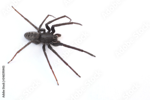 A Tegenaria Gigantea spider or common house spider
