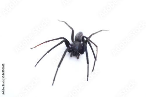 A Tegenaria Gigantea spider or common house spider © Ben