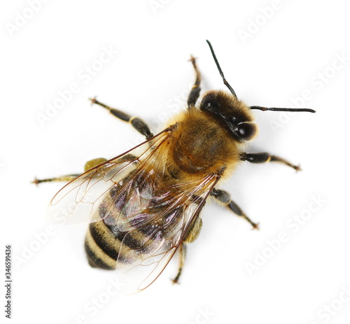 Konstfotografi Honeybee isolated on white background, top view