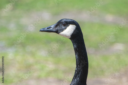 close up of a goose