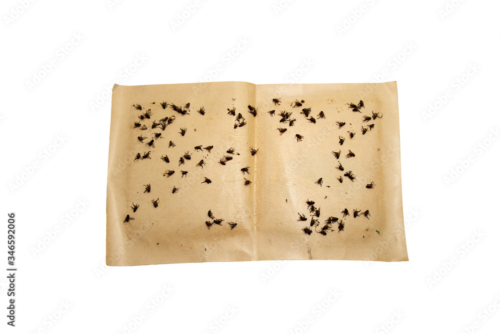 Close-up a sticky fly paper/tape with many flies trapped on the extremely sticky surface. Paper trap isolated on white background. Close-up a sticky fly paper/tape with many flies trapped on the extremely sticky surface. Paper trap isolated on white background.