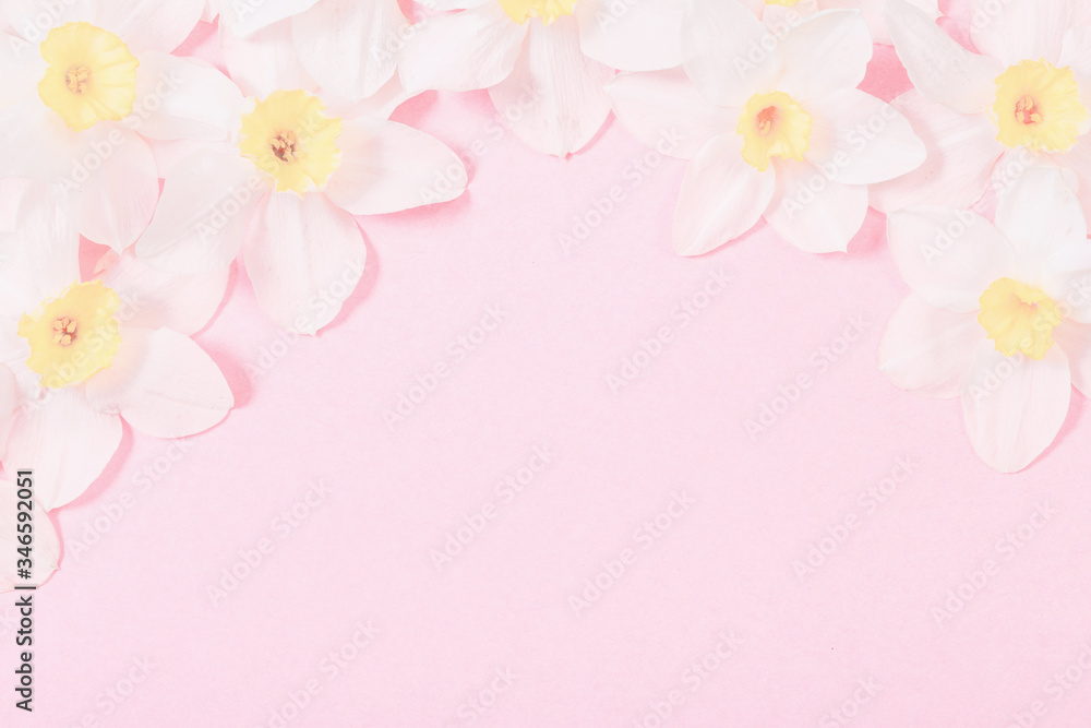 white narcissus on pink  paper background
