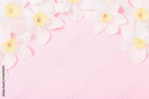 white narcissus on pink  paper background