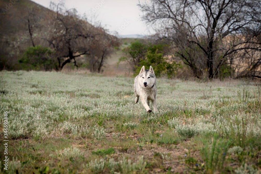 A wet exciting young grey and white Siberian husky female dog with brown eyes is running forward in a field out of town. There are a lot of greenery and some small trees on the background. A wet exciting young grey and white Siberian husky female dog with brown eyes is running forward in a field out of town. There are a lot of greenery and some small trees on the background.