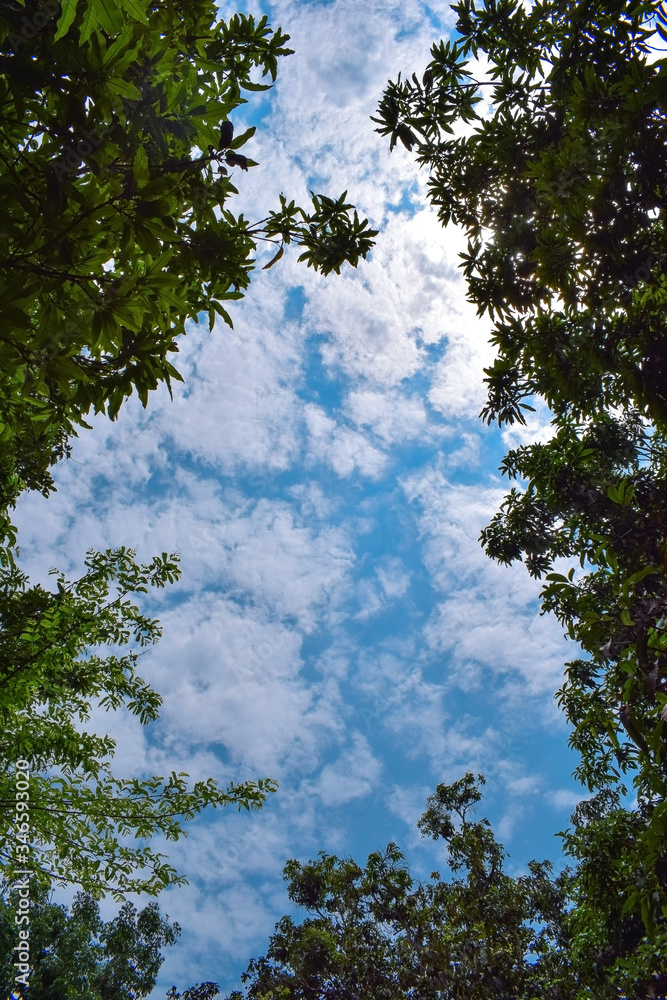 sunny day blue sky with scattered white partly clouds with the frame of forest tree branches and leaves sunny day blue sky with scattered white partly clouds with the frame of forest tree branches and leaves
