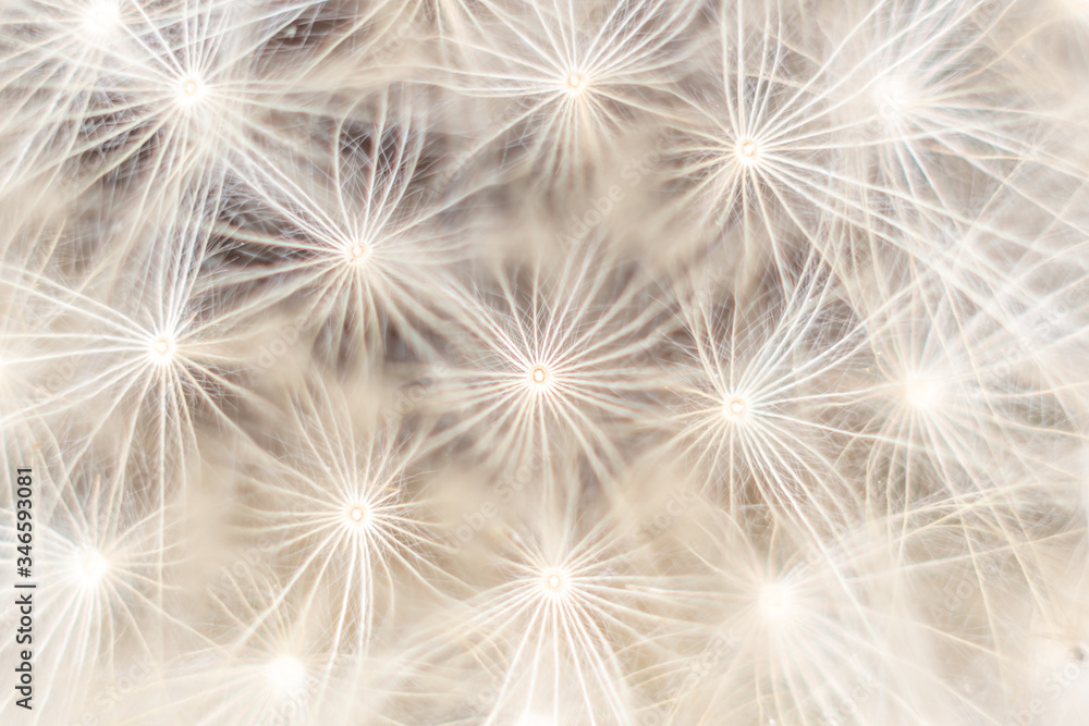 dandelion in macro
pissenlit en macro dandelion in macro
pissenlit en macro