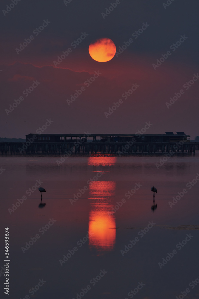 Naklejka premium amanecer con flamencos
