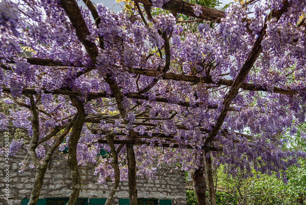 blooming Wisteria on a wooden pergola. Stone house on the background blooming Wisteria on a wooden pergola. Stone house on the background