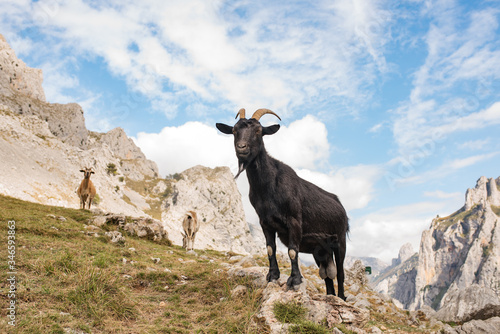 wild goat on a background of mountains. Ruta del Cares - Asturias