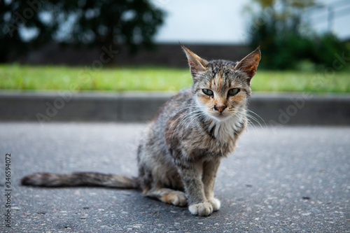 Homeless thin cat sitting on the pavement road © Yauhen