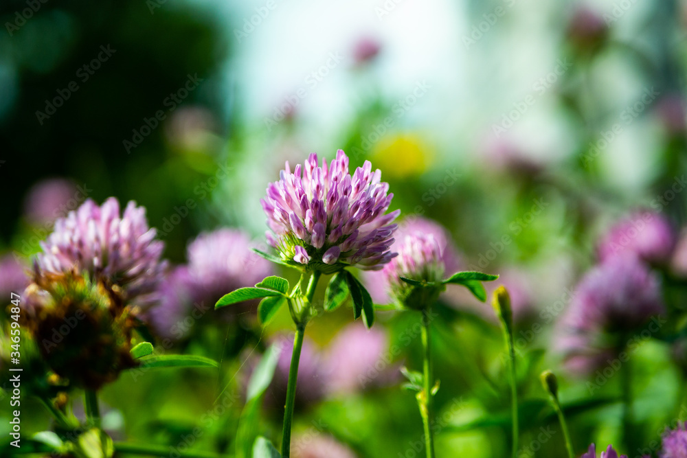 Violet blue, beautiful plants clover flowers on a blurred green background on a bright summer day. Violet blue, beautiful plants clover flowers on a blurred green background on a bright summer day.