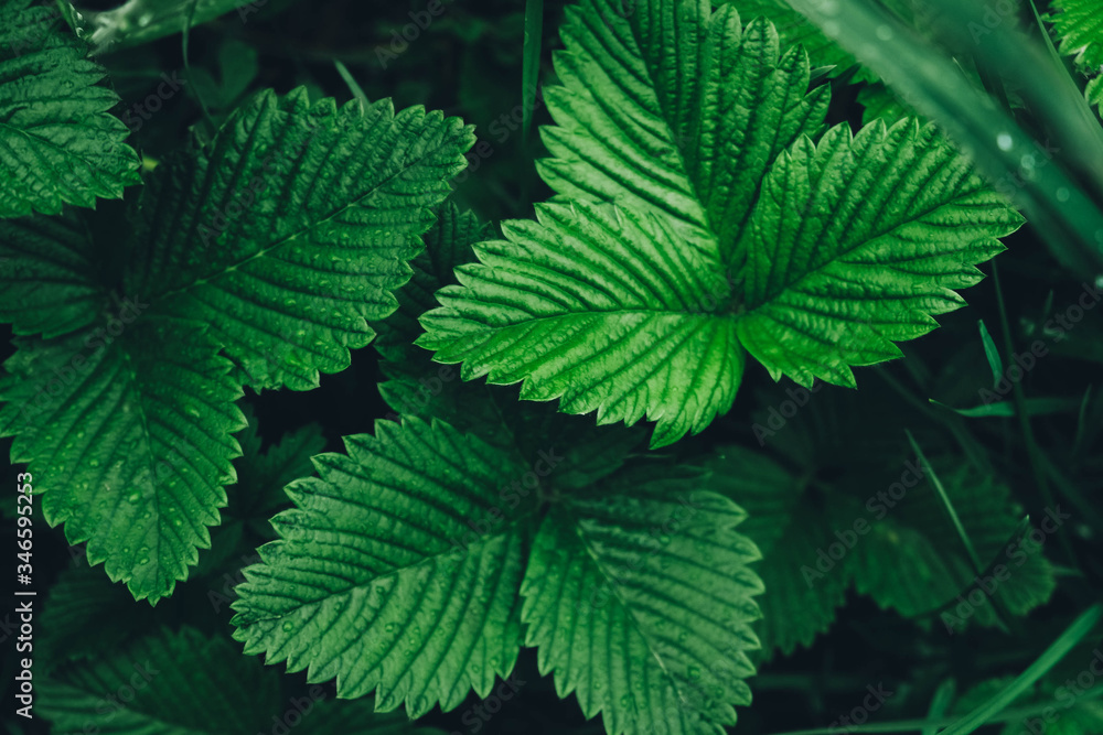 Green strawberry leaves as background. Beautiful texture of wet leaves. Top view. Copy space. Can use as banner Green strawberry leaves as background. Beautiful texture of wet leaves. Top view. Copy space. Can use as banner