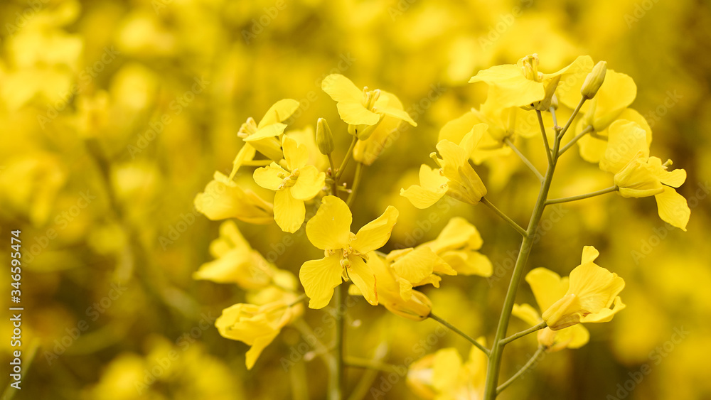 A field of rapeseed with bright yellow flowers. Concept of spring postcard with copy space. A field of rapeseed with bright yellow flowers. Concept of spring postcard with copy space.