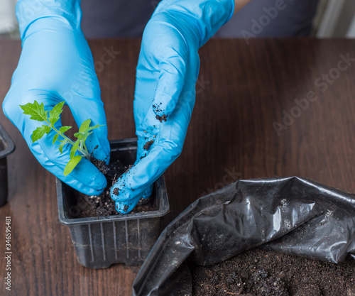 Female hands with blue gloves transplanted young seedlings of tomatoes in early spring, shot close-up during transplanting seedlings into a pot. Agriculture and vegetable growing. 