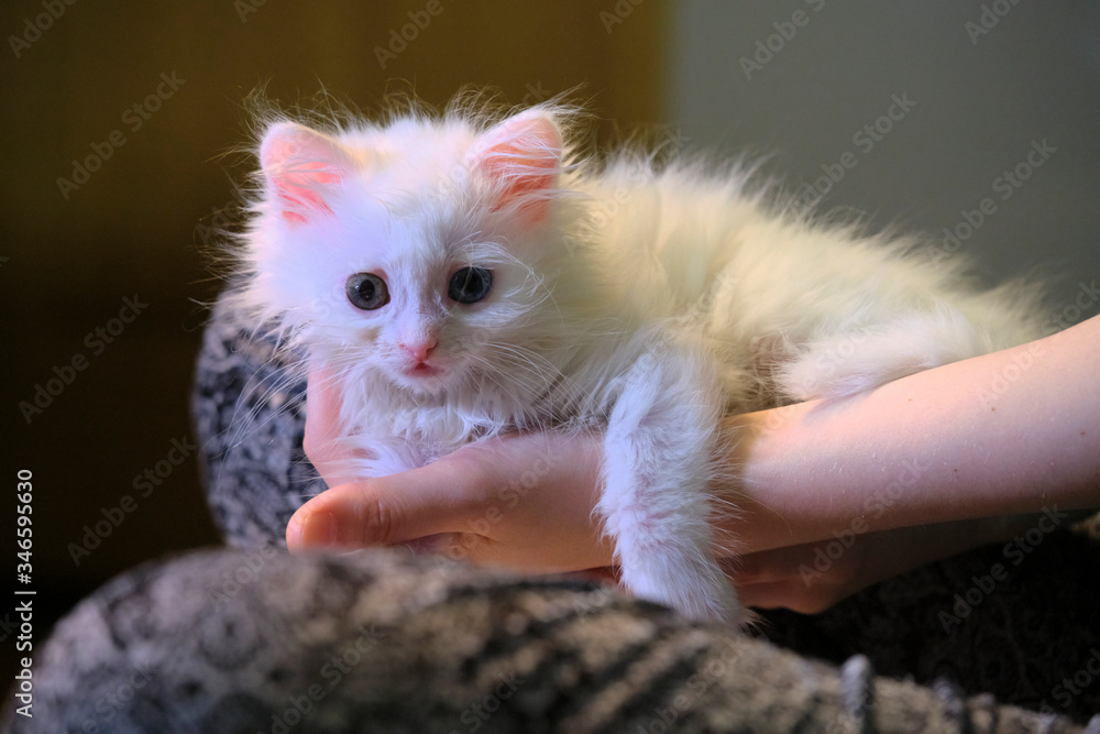 Fototapeta premium white kitten sits on his knees low light
