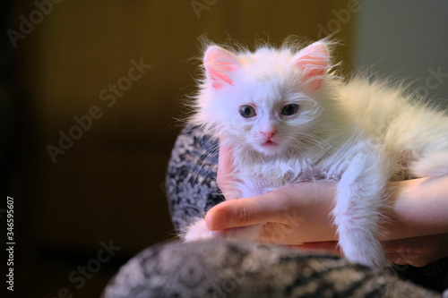 white kitten sits on his knees low light