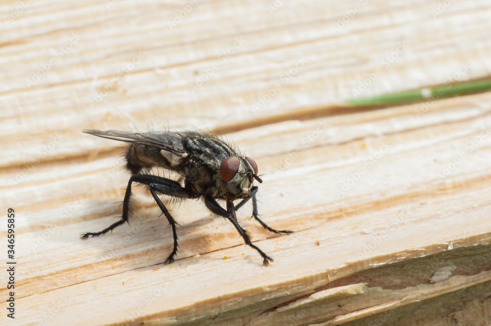 fly sitting on a flower close-up photo fly sitting on a flower close-up photo