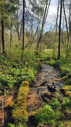 Narrow stream in a green spring forest in the sunlight with a fallen log in the moss