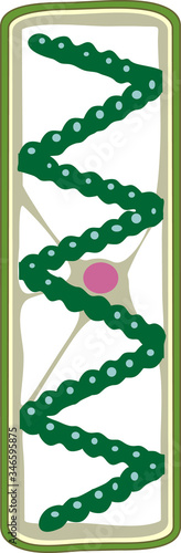 Spirogyra (charophyte green algae) isolated on white background