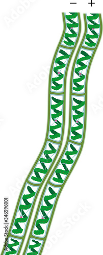 Spirogyra (charophyte green algae) isolated on white background