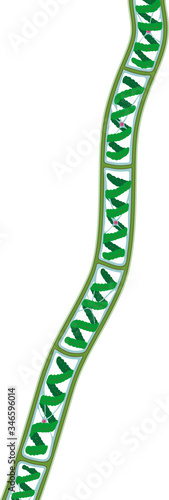 Spirogyra (charophyte green algae) isolated on white background