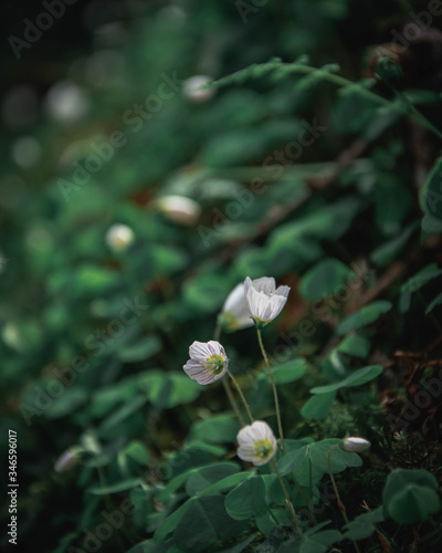 White flowers in the forest