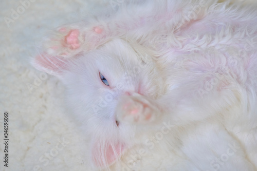 White little kitten lies belly up color