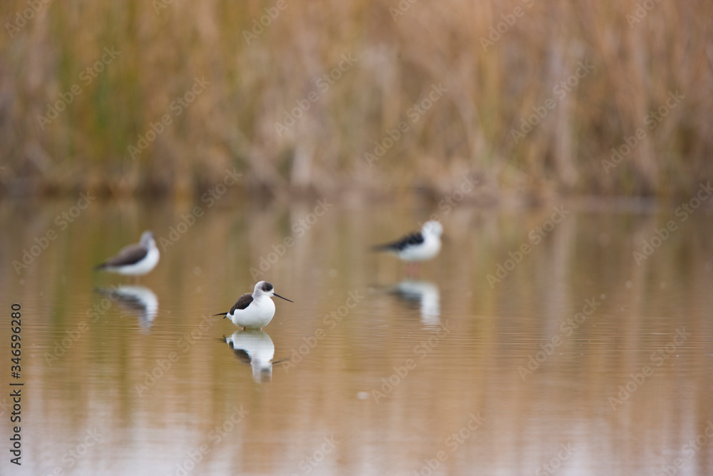 Cigüeñuela (Himantopus himantopus), Cigüeñuela (Himantopus himantopus),