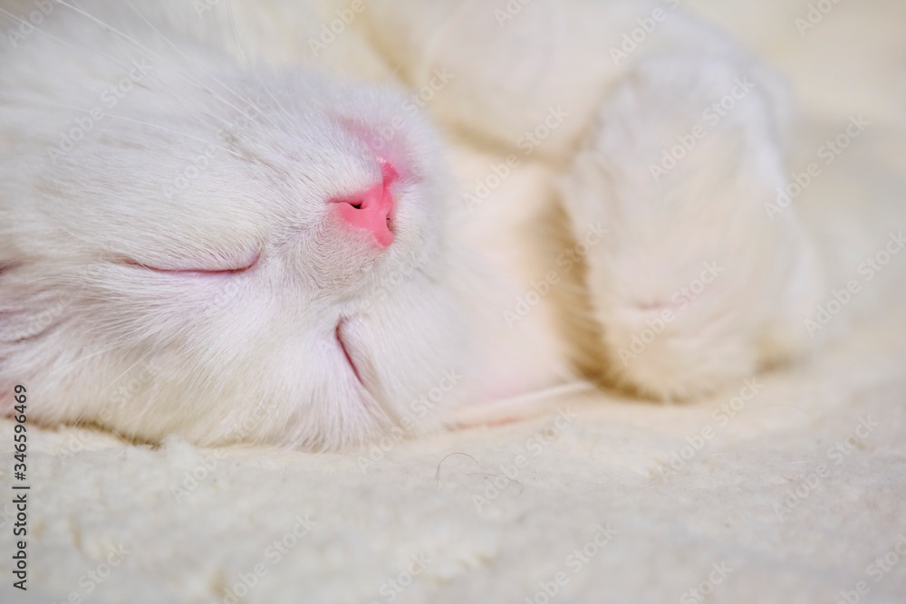 White cat sleeps on his back color White cat sleeps on his back color